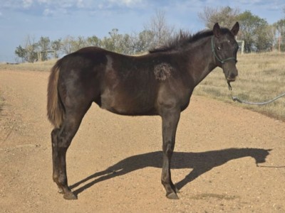 Bluestem Peponita JW<BR>AQHA PENDING